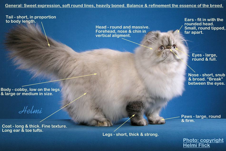 Persian cat breed standard