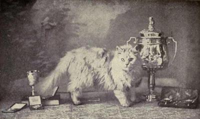 An original Persian cat from the early 1900s