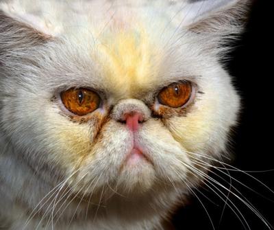 Persian cat with extreme flat face and health probems