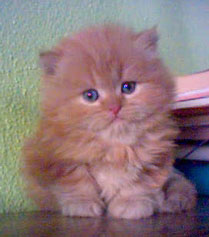 Com www persian kitty www.symbioz-design.com