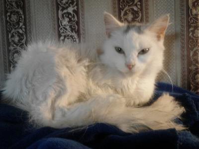 Pippa - A bit of Turkish Angora and Van in her. Note the vestigal van markings on the forehead. She's got Turkey in her..! 