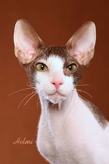 Peterbald cat - pictures of cats
