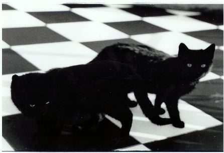 pictures of kittens cats three kittens