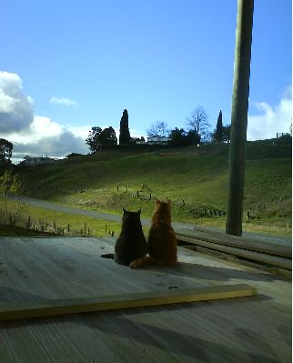pictures of kittens cats on veranda looking out
