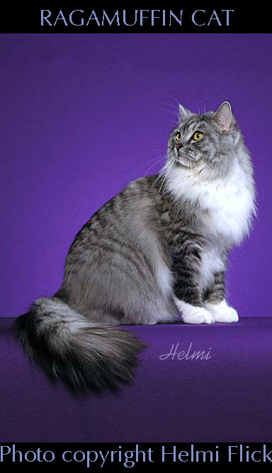 RagaMuffin cat photo by Helmi Flick