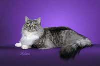 RagaMuffin cat