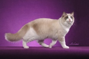 Ragdoll Cat substantial body shape