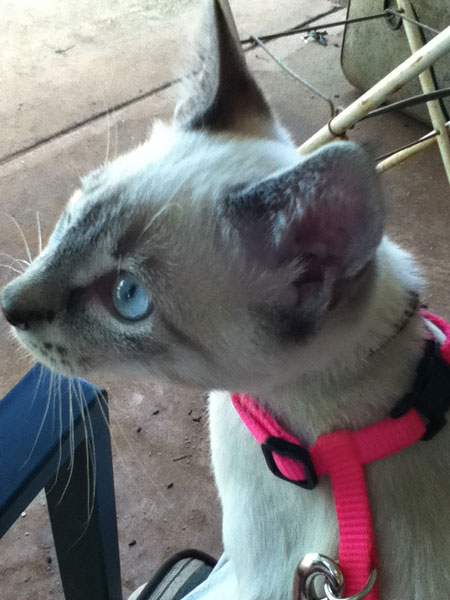 Russian blue and Burmese cross cat breed