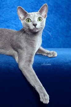 Russian Blue