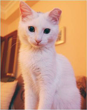Beautiful SAKIZ - a Turkish Angora mix cat in Turkey. She is 5 months old at March 2010.