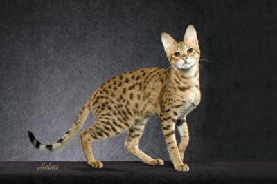 Savannah cat  (Serval/domestic cat cross) - photo copyright Helmi Flick - please respect copyright.