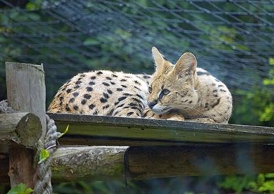 Serval in London Zoo - they are common in zoos. In the wild it's different. Photo by Kol Tregaskes (Flickr)