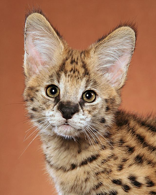 Serval cat - pictures of cats