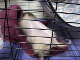 Ferret without hair