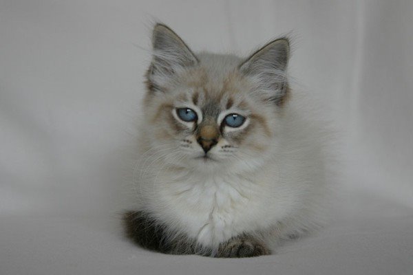 Siberian cat picture