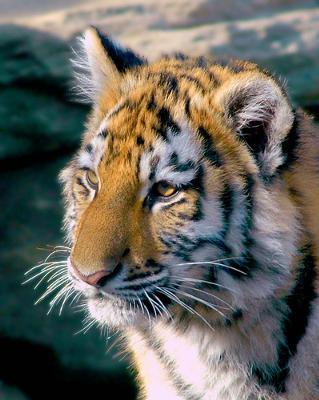 Amur (Siberian) tiger cub - photo by ucumari (one of the top 3 Flickr wildlife photographers, for me) Amur (Siberian) tiger cub - photo by ucumari (one of the top 3 Flickr wildlife photographers, for me)