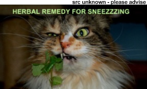 cat eating herbs