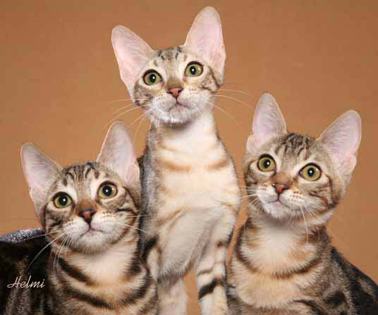 Sokoke cat - pictures of cats
