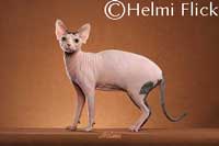 Sphynx cat