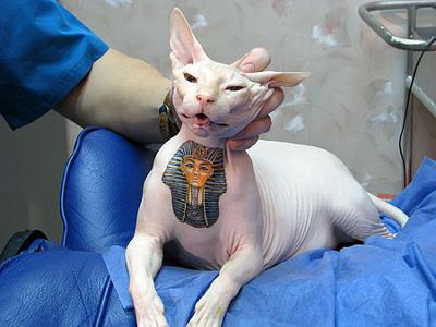 Tattooing cats -- Tutankhamen tattoo on a Sphynx cat