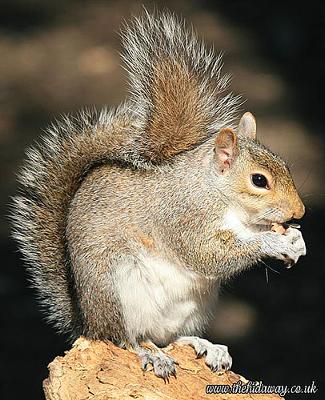 Grey Squirrel - photo by Simon (Flickr)