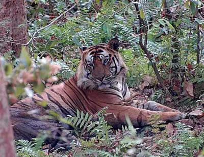Bengal tiger Bandhavgarh National Park - Photo by Koshy Koshy (Flickr)