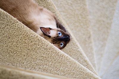 Traditional Siamese cat - photo by fofurasfelinas (Flickr) see base of page for link