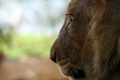 One year old lion - photo by peasap (Flickr)