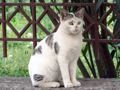 Cat in Pakistan. Tabby and White seem to be the most common of all feral cat coats. Photo by Monazza Talha