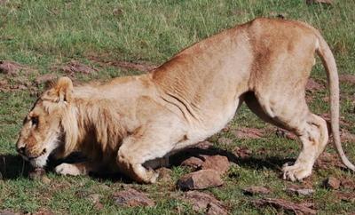 Poisoned lion Masa Mara - from the Wildlife Direct website - link provided, see post.