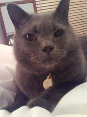 Thomson my Chartreux cat