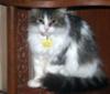 Mia on the shelf