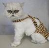Castlepaws suspenders to hold cat diaper Castlepaws suspenders to hold cat diaper