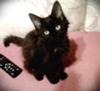 Midnight Munchkin Whineybutt Midnight Munchkin Whineybutt