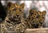 Amur Leopards - Photo by ~~Tone~~ (Flickr)