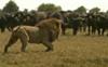 Lion stalks buffalo