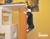 Mac Mac is climbing the cat tree