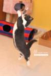 Mac Mac loves playing & jumping