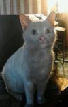 Our deaf girl Annabelle after the fire. You can see she is covered in soot. Our deaf girl Annabelle after the fire. You can see she is covered in soot.