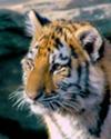 Amur (Siberian) tiger cub - photo by ucumari (one of the top 3 Flickr wildlife photographers, for me) Amur (Siberian) tiger cub - photo by ucumari (one of the top 3 Flickr wildlife photographers, for me)