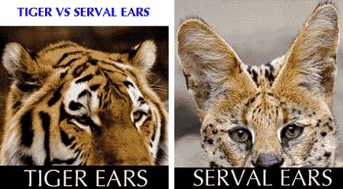 tiger versus serval ears size and shape