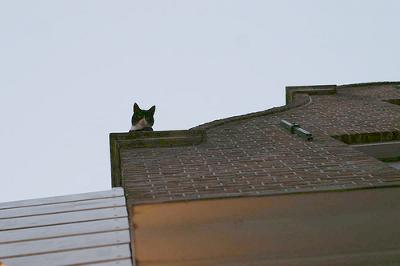 Roof cat in Amsterdam - photo added by Michael - photo by sndrspk (Flickr)