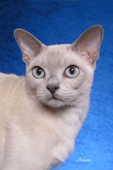 Tonkinese cat - pictures of cats
