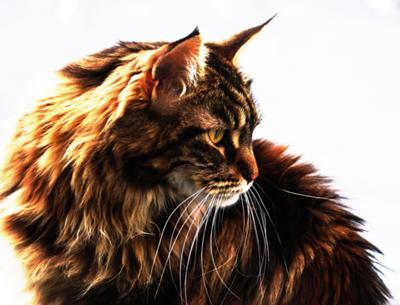 The Beauiful Domestic Cat - photo by Vinje