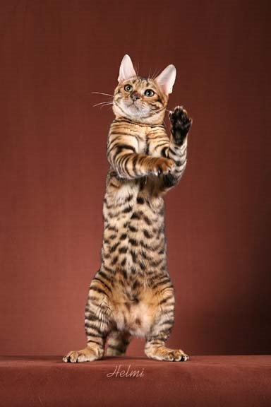 Toyger cat - pictures of cats