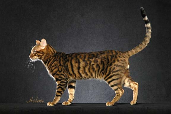 Toyger cat - pictures of cats