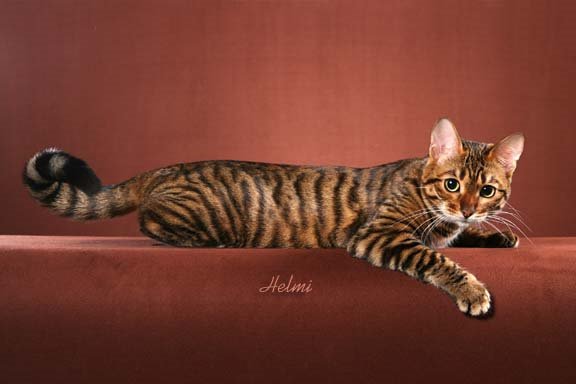 Toyger cat - pictures of cats