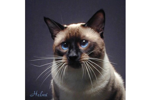 Traditional Siamese