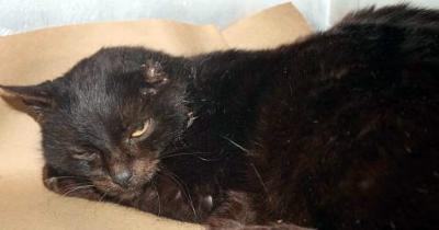 Sealys death row shelter photo Sealys death row shelter photo