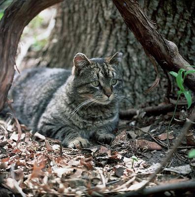 Picture of a Feral Cat - Added by Michael (Admin) - Photo by Professor Batty